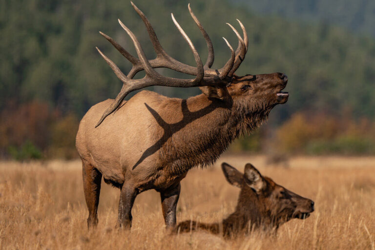 Elk Hunt times for hunting